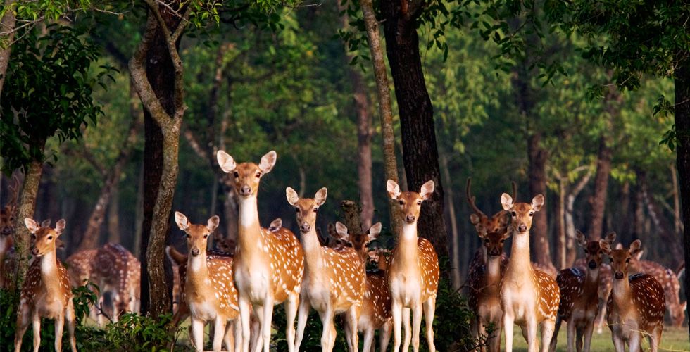 Kolkata – Sundarban Tour 5Nights
